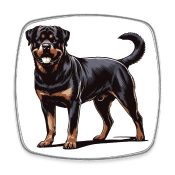 Rottweiler - Square fridge magnet - white - Front