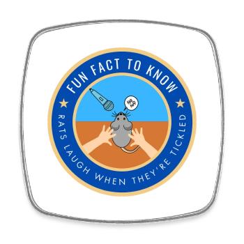 Rats laugh when they're tickled - Square fridge magnet - white - Front