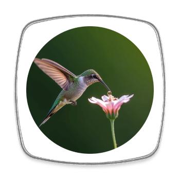 Hummingbird with flower in close-up - Square fridge magnet - white - Front