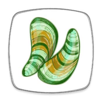 Grünlippmuscheln Illustration - Viereckiger Kühlschrankmagnet - Weiß - Vorne