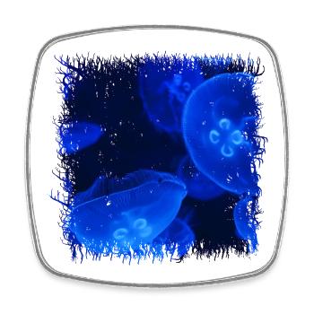 Méduse bleue brillante avec bioluminescence - Magnet carré - blanc - Devant