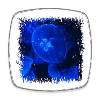 Méduses dans le bleu de la lumière des profondeurs marines - Magnet carré - blanc - Devant