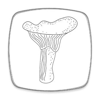 Chanterelles Mushrooms - Square fridge magnet - white - Front