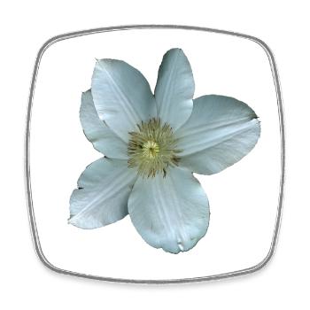 Weiße Clematis-Blüte - Viereckiger Kühlschrankmagnet - Weiß - Vorne