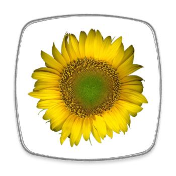 Tournesol doré au premier plan - Magnet carré - blanc - Devant