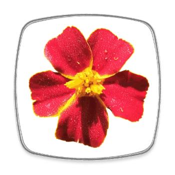 Tagetes - Viereckiger Kühlschrankmagnet - Weiß - Vorne