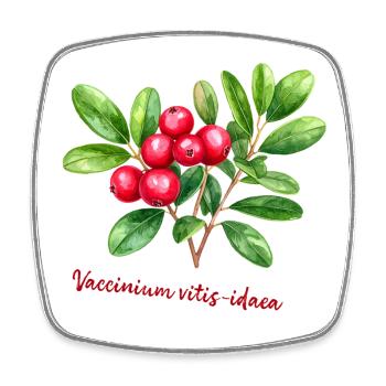Vaccinium vitis-idaea – botanisches Aquarell - Viereckiger Kühlschrankmagnet - Weiß - Vorne