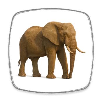 Elephant in natural tones - Square fridge magnet - white - Front