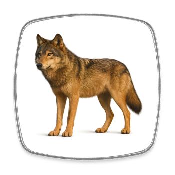 Loup dans la nature sauvage - Magnet carré - blanc - Devant
