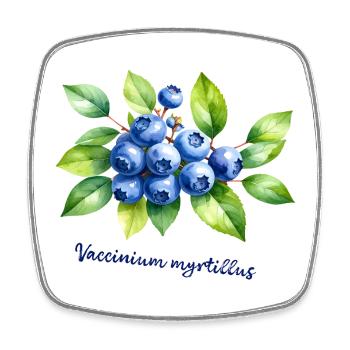 Blaubeere – botanische Illustration - Viereckiger Kühlschrankmagnet - Weiß - Vorne