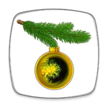 Boule de Noël avec des anémones crustacées sur une branche de sapin - Magnet carré - blanc - Devant