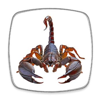 Scorpion - Magnet carré - blanc - Devant