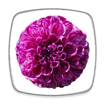 Purple Dahlia - Square fridge magnet - white - Front