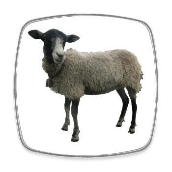 Schaf - Viereckiger Kühlschrankmagnet - Weiß - Vorne
