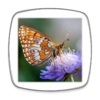 Mother-of-pearl butterfly on purple flower macro - Square fridge magnet - white - Front