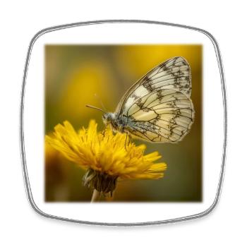 Papillon blanc sur fleur jaune - Magnet carré - blanc - Devant