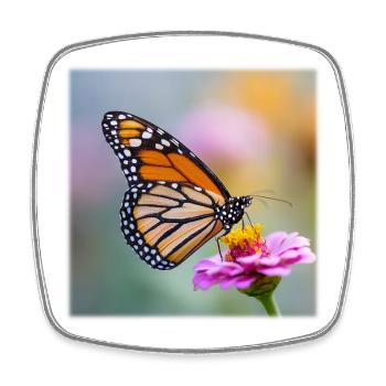 Monarch Butterfly on Verbena Macro - Square fridge magnet - white - Front