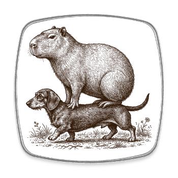 Drôle de capybara chevauchant teckel - Magnet carré - blanc - Devant