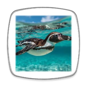 Pinguin unter Wasser Türkis Ozean Natur Design - Viereckiger Kühlschrankmagnet - Weiß - Vorne