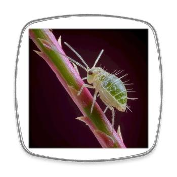 Green Aphid Macro – Exotic Insect Design - Square fridge magnet - white - Front