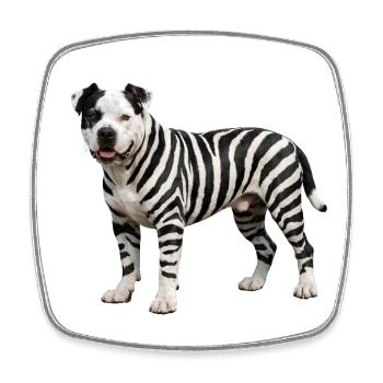 Pitbull in zebra look: Cool urban hybrid design - Square fridge magnet - white - Front
