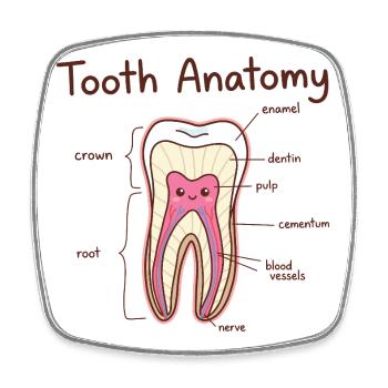 Tooth Anatomy Dental Assistant Dentist - Square fridge magnet - white - Front