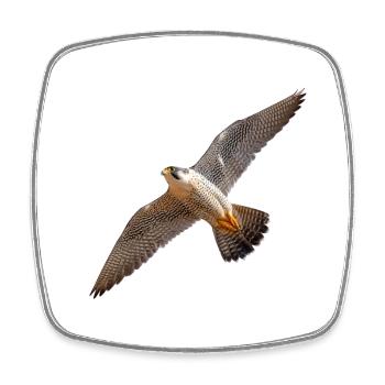 Peregrine falcon in gliding flight – power & precision - Square fridge magnet - white - Front