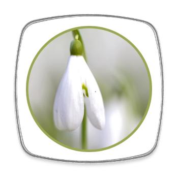 Snowdrop Blossom White Bloom Early Bloomer - Square fridge magnet - white - Front