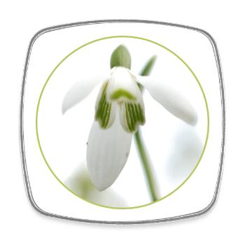Schneeglöckchen Blüte weiße Blüte Frühling - Viereckiger Kühlschrankmagnet - Weiß - Vorne