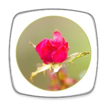 bourgeon rouge-rose, fleur de rose rouge, rose rose - Magnet carré - blanc - Devant