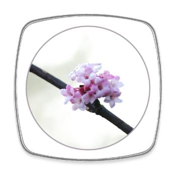 delicate pink-white blossom white blossom pink flower - Square fridge magnet - white - Front