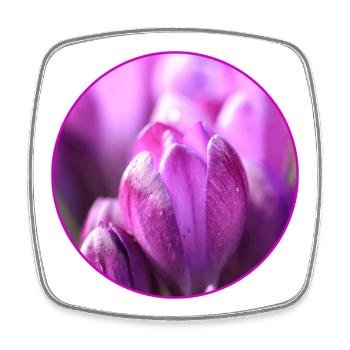 Crocus Crocus Fleurs violettes Crocus Bourgeon de crocus - Magnet carré - blanc - Devant