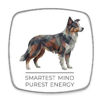 Border Collie Low-Poly Art - Smartest mind - Viereckiger Kühlschrankmagnet - Weiß - Vorne