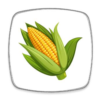 Corn on the Cob - Square fridge magnet - white - Front