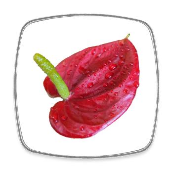 Vibrant_Red_Anthurium_Flower - Viereckiger Kühlschrankmagnet - Weiß - Vorne