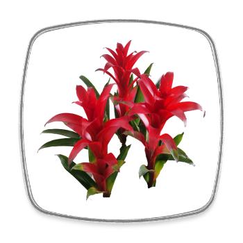 Vibrant_Red_Bromeliads - Square fridge magnet - white - Front