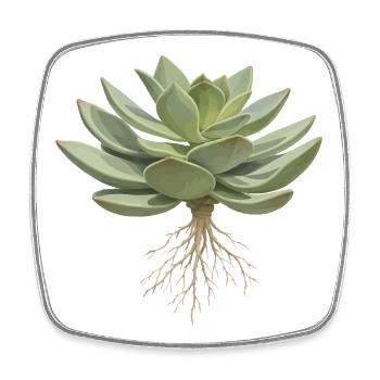 Succulent with roots plant motif - Square fridge magnet - white - Front