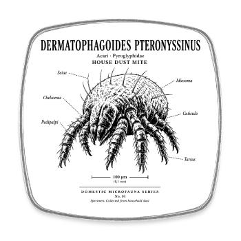 House Dust Mite – Domestic Microfauna No. 01 - Square fridge magnet - white - Front