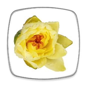 Yellow_Water_Lily_Flower_Close_Up - Viereckiger Kühlschrankmagnet - Weiß - Vorne