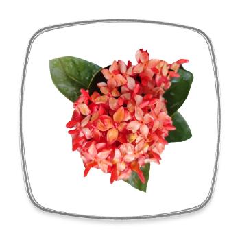 Vibrant_Ixora_Flower_Coral_Red_Tropical_Print - Viereckiger Kühlschrankmagnet - Weiß - Vorne