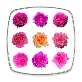 Roses de la variété rose rose - Magnet carré - blanc - Devant