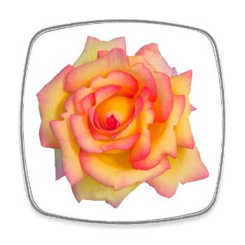 Art de la fleur de rose jaune rose rose enflammée - Magnet carré - blanc - Devant