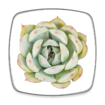 Pastel Succulent Photo - Echeveria Plant Art - Square fridge magnet - white - Front