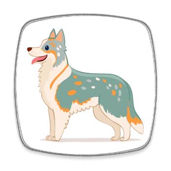 Australian Shepherd Blanc/Gris (bande dessinée) - Magnet carré - blanc - Devant
