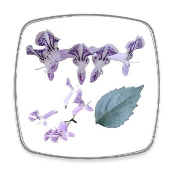 Botanical_lavender_flower_floral_artwork - Square fridge magnet - white - Front