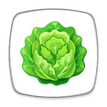 Lettuce Head - Square fridge magnet - white - Front