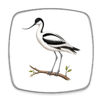 Eleganter Avocet – ornithologische Illustration - Viereckiger Kühlschrankmagnet - Weiß - Vorne