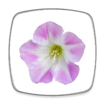 Pink_Field_Bindweed_Morning_Glory_Flower - Viereckiger Kühlschrankmagnet - Weiß - Vorne