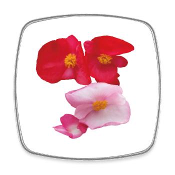 Red_-_Pink_Wax_Begonia_Summer_Garden_Flowers - Viereckiger Kühlschrankmagnet - Weiß - Vorne