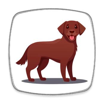 Dark brown Labrador (comic) - Square fridge magnet - white - Front